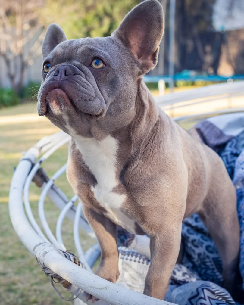 Bella