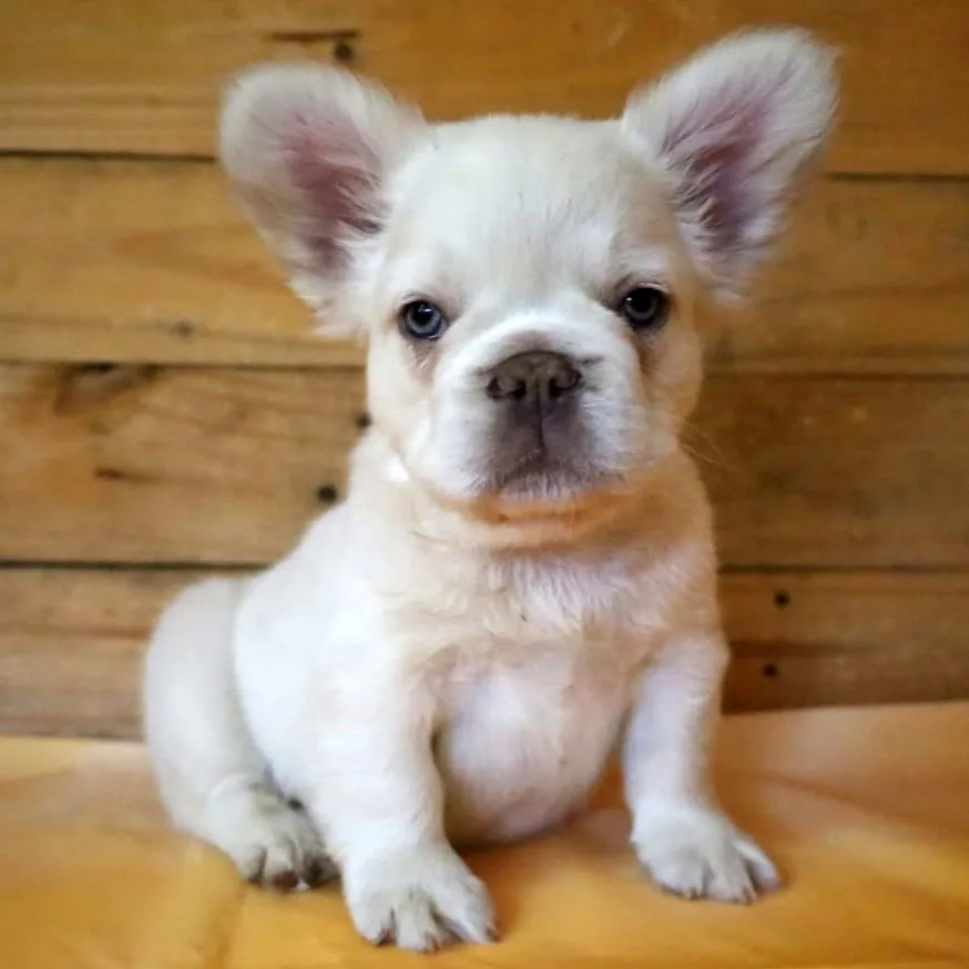 Lezylrie French Bulldog puppy