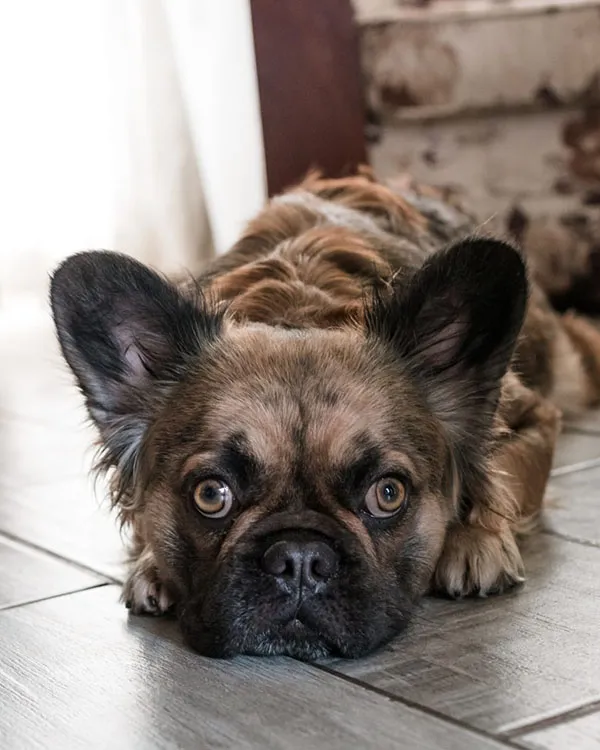 Nala